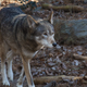 Image for article titled America's Forgotten Wolf Still Lives In North Carolina